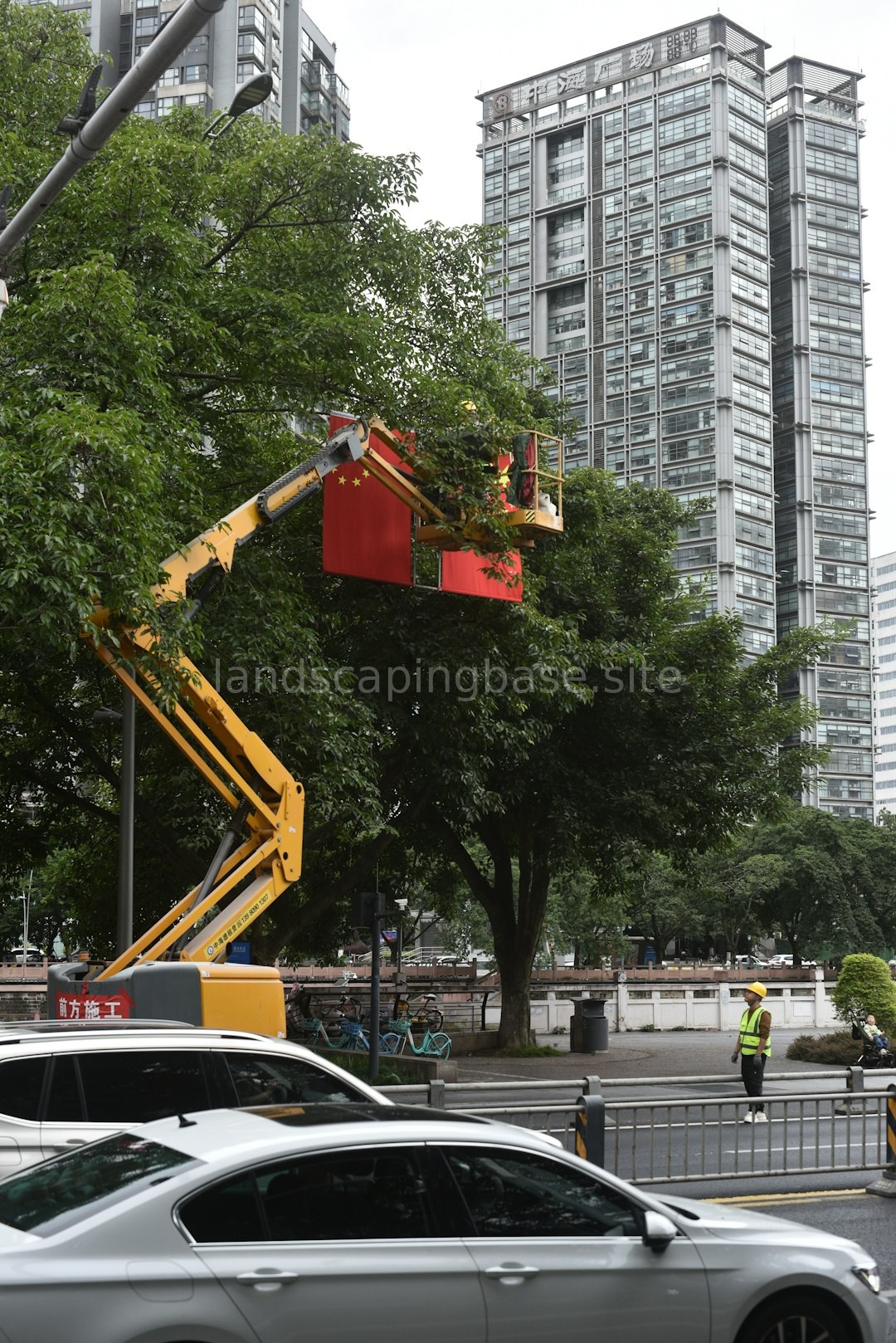 Tree Removal